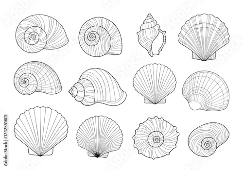 Collection of marine seashells and their intricate spiral designs.