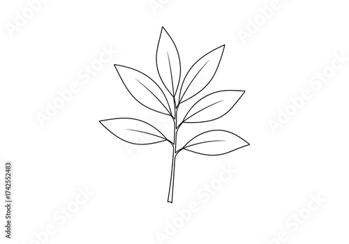 A simplified drawing of a plant stem with six leaves shown.