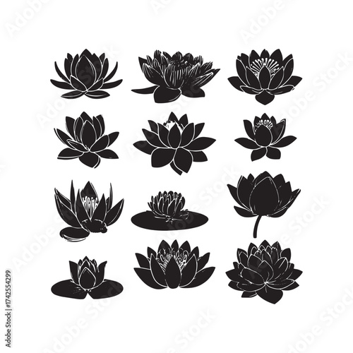 Elegant monochrome illustration of water lily flowers in various blooming stages