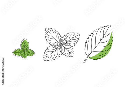 Illustrated mint leaves showing stages of growth and detail.
