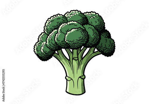 A detailed illustration of a vibrant green broccoli head and stem.