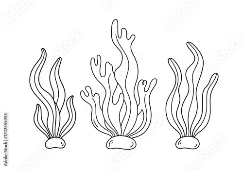 Illustration of three seaweeds growing from the seabed.