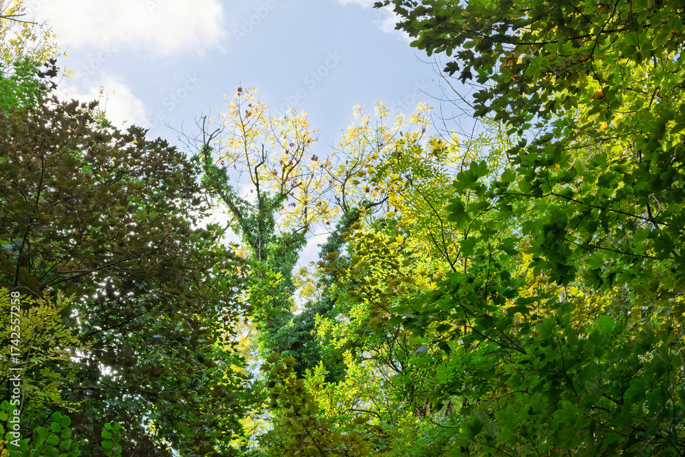 Fototapeta premium green leaves and sun