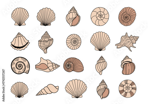 A collection of diverse seashell illustrations for marine art.