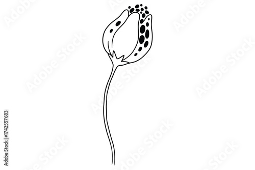 Vector art of botanical illustration of poppy seed pod line art, a delicate and minimalist floral design