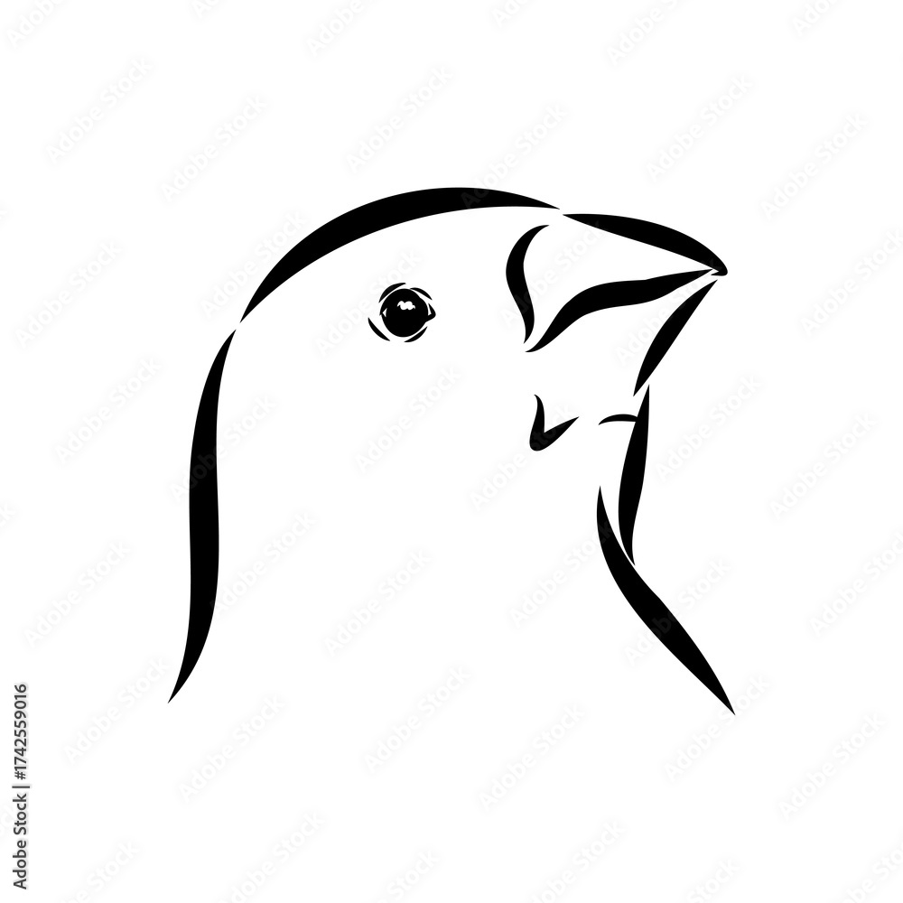Fototapeta premium Amadina bird, vector sketch