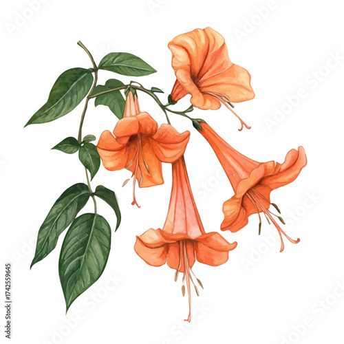 Trumpet Creeper, watercolor vector, isolated on a white background.