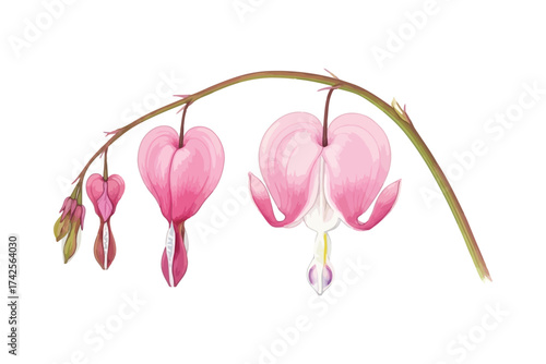 Vector art of bleeding heart flower branch hand drawn watercolor illustration of dicentra spectabilis