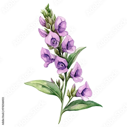 Skullcap Blossom, watercolor illustration vector, isolated on a white background.