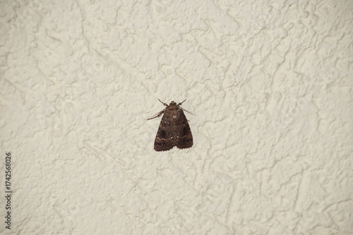 Pyramideneule Amphipyra pyramidea 1742568026