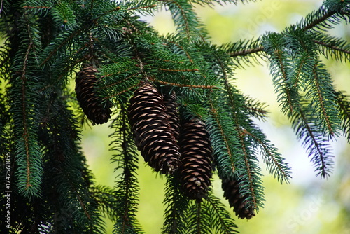 Keifernzapfen 1742568055 Nahaufnahme