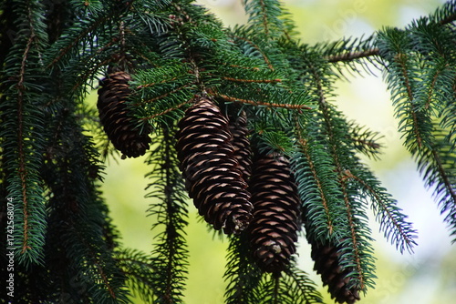 Kiefernzapfen 1742568074 Nahaufnahme