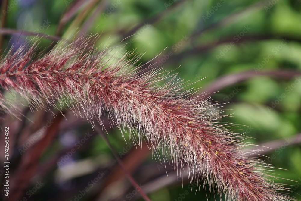 Fototapeta premium Lampenputzergras Nahaufnahme 1742568432
