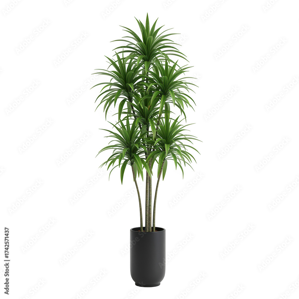 Fototapeta premium Tall dracaena fragrans plant in a dark pot isolated on transparent background