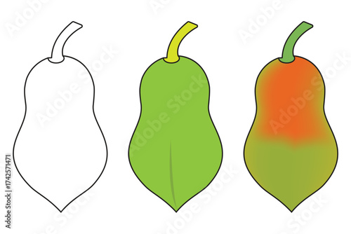 Growth stages of a papaya fruit illustration showing ripening process
