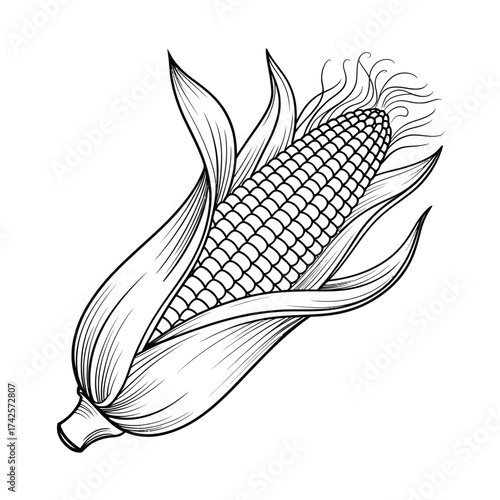 Delicate black and white line drawing illustration of an ear of corn vector graphics eps vector