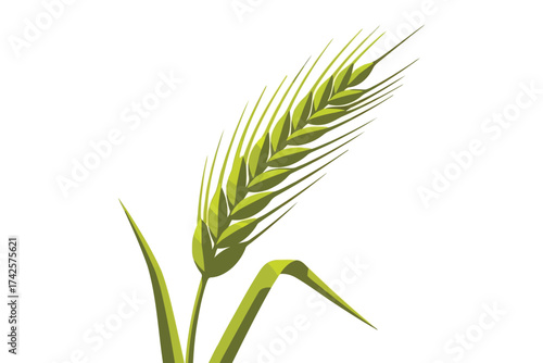 Vector art of green wheat ear, a symbol of harvest, agriculture, and natural abundance