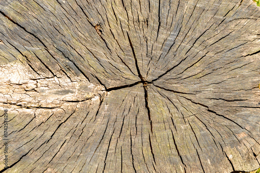 Fototapeta premium Tree rings old weathered wood texture with the cross section of a cut log. design, background, copy space 