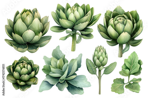 Watercolor artichokes in various stages of bloom showcase delicate green hues against a on transparent background