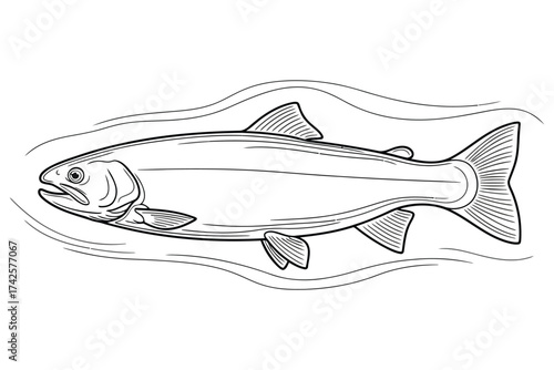 Vector art of salmon fish line art, a classic illustration of a freshwater fish