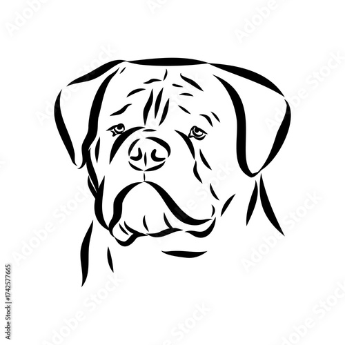 Brazilian bulldog Campeiro, vector sketch
