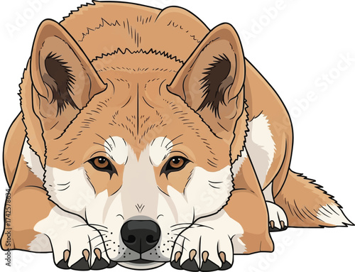 dingo dog lying down relaxed facing front vector illustration