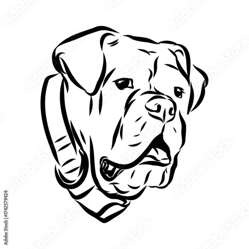 Brazilian bulldog Campeiro, vector sketch