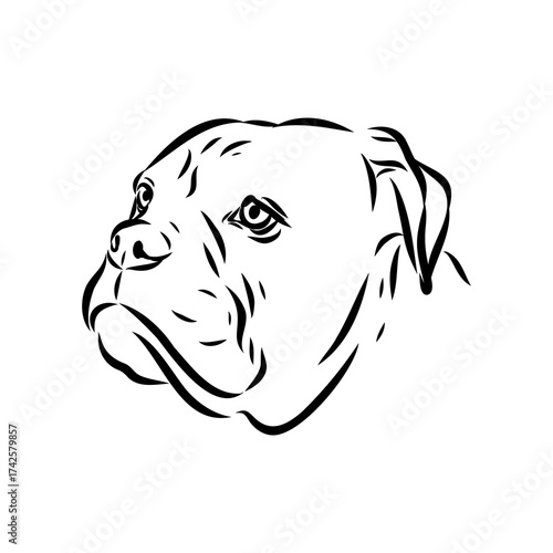 Brazilian bulldog Campeiro, vector sketch