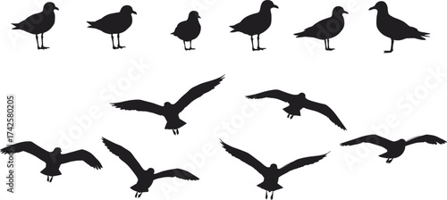 Seagull bird silhouettes collection, flying and standing birds vector, coastal wildlife illustration, sea bird design, nature and freedom concept artwork