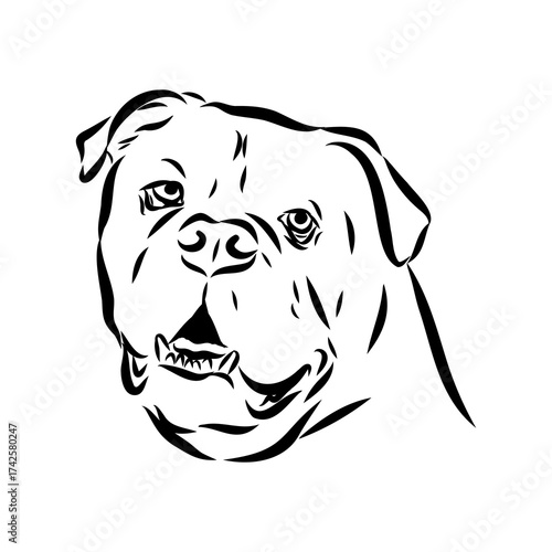 Brazilian bulldog Campeiro, vector sketch