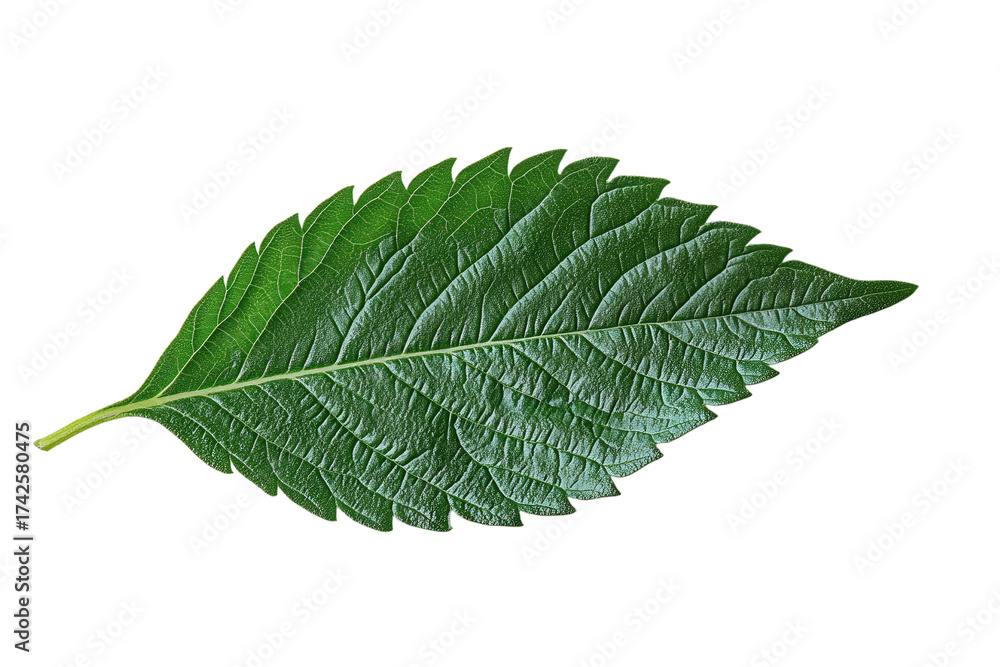 Obraz premium Detailed green leaf with serrated edge and visible veins isolated on Transparent Background