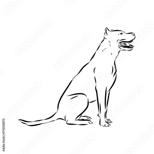 Brazilian bulldog Campeiro, vector sketch