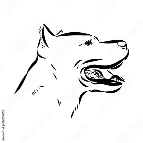 Brazilian bulldog Campeiro, vector sketch