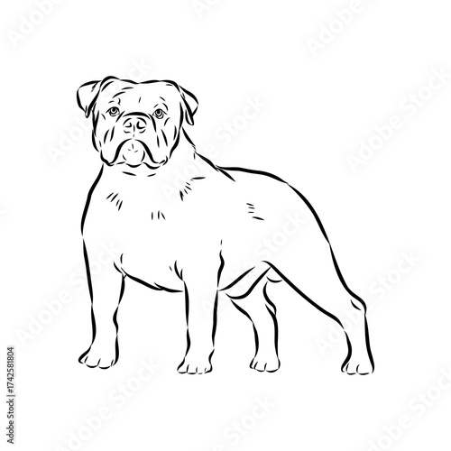Brazilian bulldog Campeiro, vector sketch