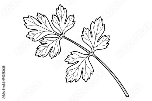 Vector art of parsley sprig line drawing, , showcasing a fresh herb illustration
