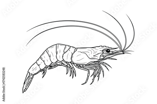 Vector art of detailed line art illustration of a shrimp
