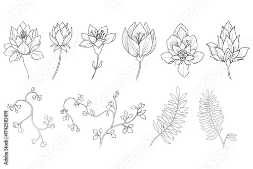 Vector art of botanical illustration of various flowers and plants, drawn with fine lines
