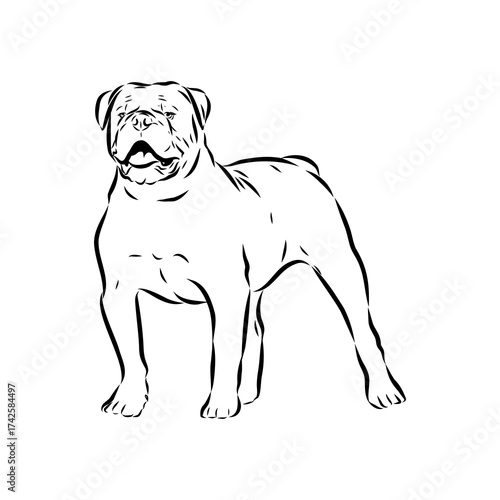 Brazilian bulldog Campeiro, vector sketch