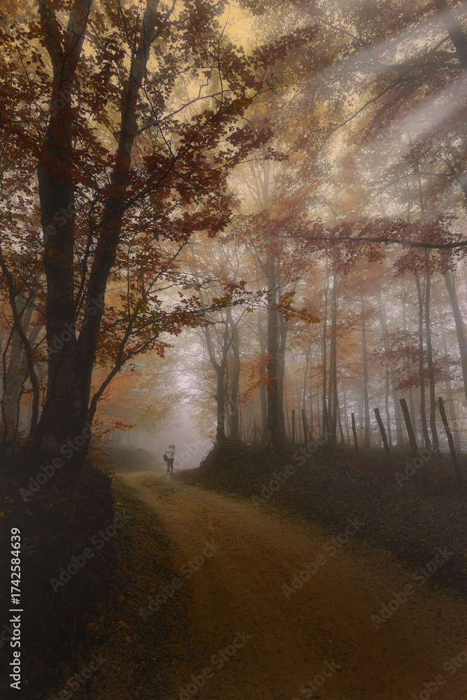 Fototapeta premium A painting of a forest with a man walking on a dirt road. The painting has a mood of tranquility and peacefulness