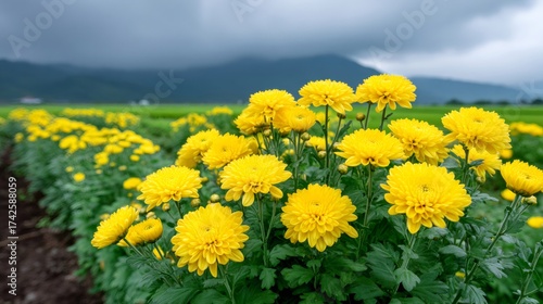 Yellow chrysanthemums blooming in field with mountains