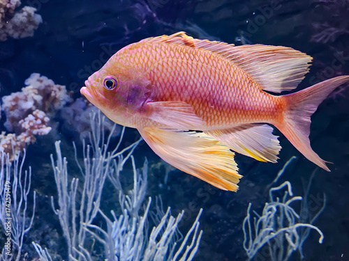 Red sea anthias or precious anthias (Pseudanthias squamipinnis) close-up in an aquarium