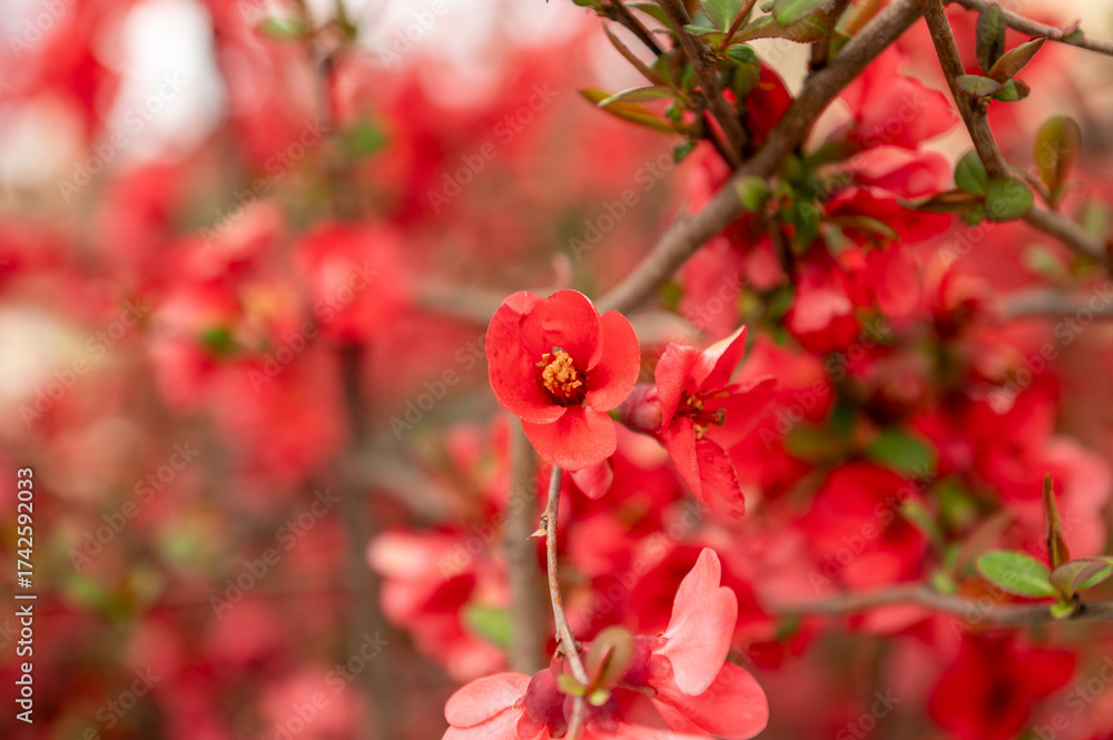 Fototapeta premium red rose bush