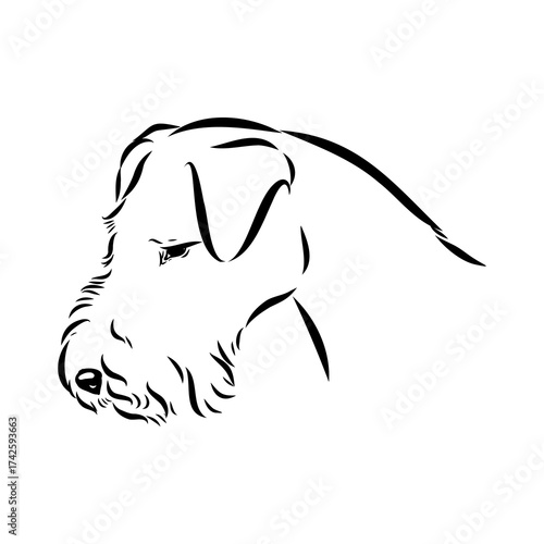 welsh terrier, dog breed, vector sketch