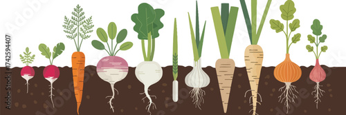 Vegetable Roots Growing Underground. Farm Crops Including Carrot, Beet, Potato in Soil. Agriculture Harvest and Food Plants in Garden Bed. Flat Vector Illustration on White Background.