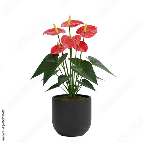 Wallpaper Mural Vibrant red anthurium plant in a dark gray pot isolated on transparent background Torontodigital.ca