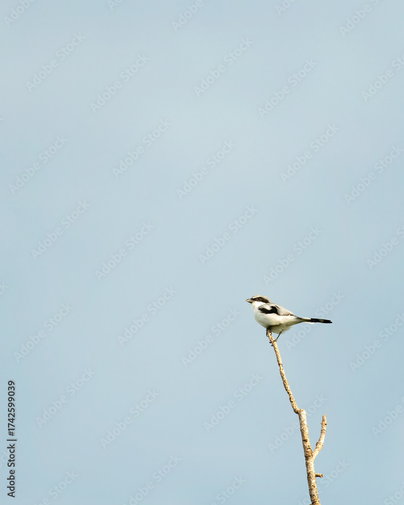 Obraz premium Loggerhead Shrike Perched On A Single Branch