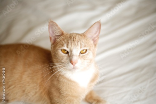 Wallpaper Mural Ginger cat sitting on bed with long white whiskers Torontodigital.ca