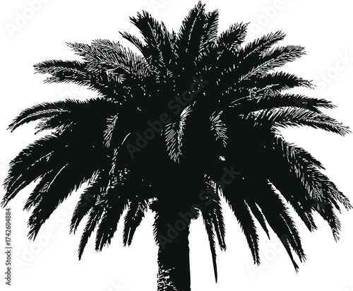 Palm tree silhouette vector, detailed hand drawn tropical foliage isolated on white — stock vector