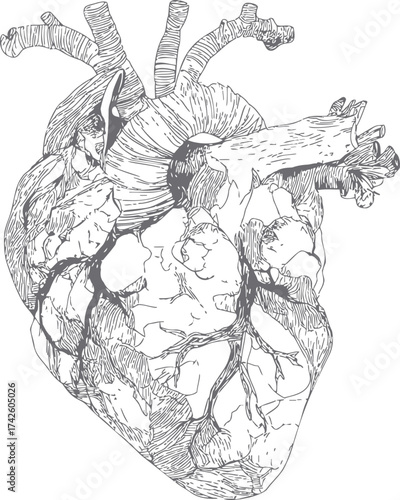 Human heart vector hand drawn anatomical line art detailed medical illustration — stock vector