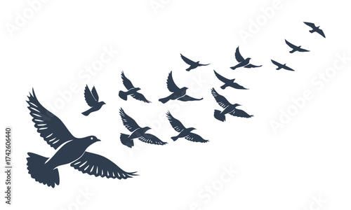 Flying Pigeons Silhouette Set – Multiple Flight Poses, Minimal Flat Vector, easily editable